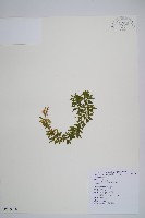 藏品(千層塔)的圖片