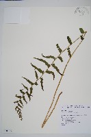 藏品(小毛蕨)的圖片