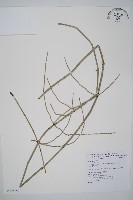 藏品(臺灣木賊)的圖片