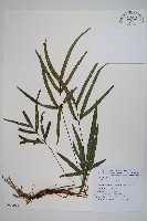 藏品(二形鳳尾蕨)的圖片