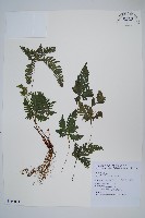 藏品(翅柄鳳尾蕨)的圖片