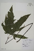 藏品(三叉蕨)的圖片