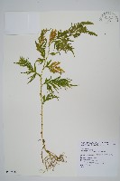 藏品(全緣卷柏)的圖片