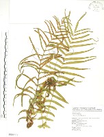 藏品(鱗蓋鳳尾蕨)的圖片