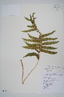 藏品(密毛毛蕨)的圖片