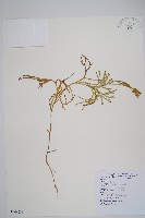 藏品(玉山地刷)的圖片