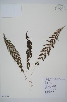 藏品(逆葉蹄蓋蕨、逆羽蹄蓋蕨)的圖片