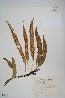 藏品(波氏星蕨)的圖片