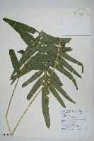 藏品(大線蕨)的圖片