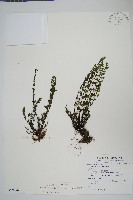 藏品(細葉碎米蕨)的圖片