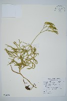 藏品(地刷子)的圖片