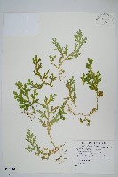 藏品(生根卷柏)的圖片