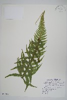 藏品(翅軸假金星蕨、短柄卵果蕨)的圖片