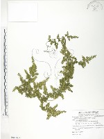 藏品(海金沙)的圖片