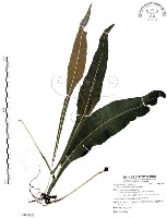 藏品(萊氏線蕨)的圖片