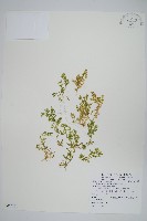 藏品(膜葉卷柏)的圖片