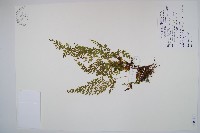 藏品(烏蕨)的圖片