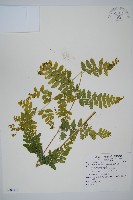 藏品(熱帶鱗蓋蕨)的圖片