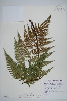 藏品(落鱗鱗毛蕨)的圖片