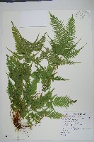 藏品(天草鳳尾蕨)的圖片