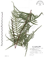 藏品(半邊羽裂鳳尾蕨)的圖片