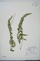 藏品(海島陵齒蕨)的圖片