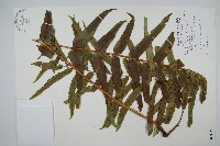 藏品(長葉腎蕨)的圖片