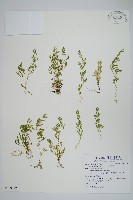 藏品(膜葉卷柏)的圖片