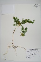 藏品(密葉卷柏)的圖片