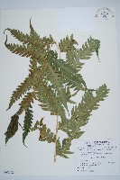 藏品(生芽狗脊蕨、頂芽狗脊蕨)的圖片