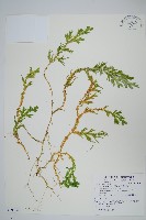 藏品(生根卷柏)的圖片