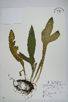 藏品(箭葉星蕨)的圖片