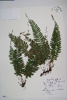 藏品(刺蕨)的圖片