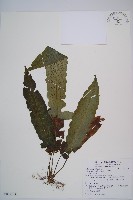 藏品(假腸蕨)的圖片