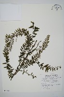 藏品(瓶蕨)的圖片