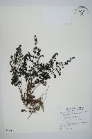 藏品(線片長筒蕨)的圖片