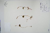 藏品(鈍頭瓶爾小草、狹葉瓶爾小草)的圖片