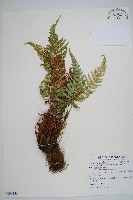 藏品(黑鱗耳蕨)的圖片