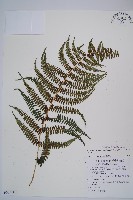 藏品(對生蹄蓋蕨)的圖片