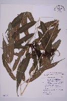 藏品(華鳳丫蕨)的圖片