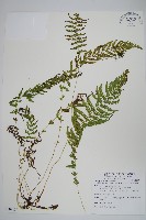 藏品(縮羽副金星蕨)的圖片