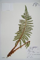 藏品(尖葉耳蕨)的圖片