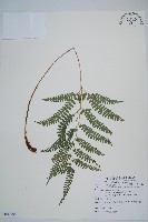 藏品(斜方複葉耳蕨)的圖片