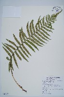 藏品(桫欏鱗毛蕨)的圖片