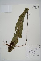 藏品(扇蕨)的圖片