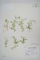 藏品(疏葉卷柏)的圖片