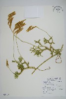 藏品(石松)的圖片