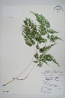 藏品(高山金粉蕨)的圖片