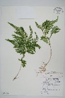 藏品(異葉卷柏)的圖片