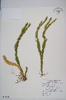 藏品(福氏石松)的圖片